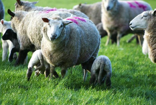 Farmer writes: Missing lambs? Is Mr. Fox to blame?
