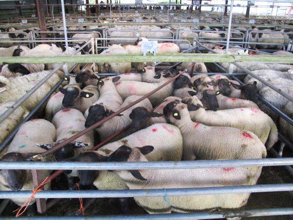 Sheep watch: Busier sales reduce competition