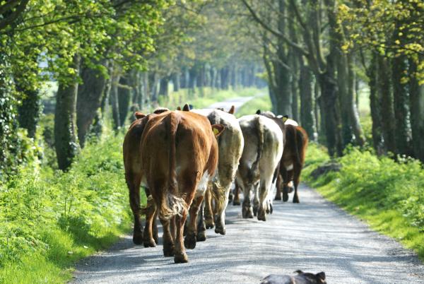 Traffic accident caused by heifers on road