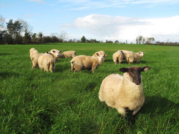 Novartis exits animal health sector