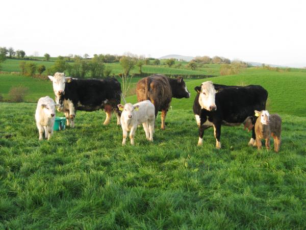 Farm walk on Charles Crawford's farm in Donegal   
