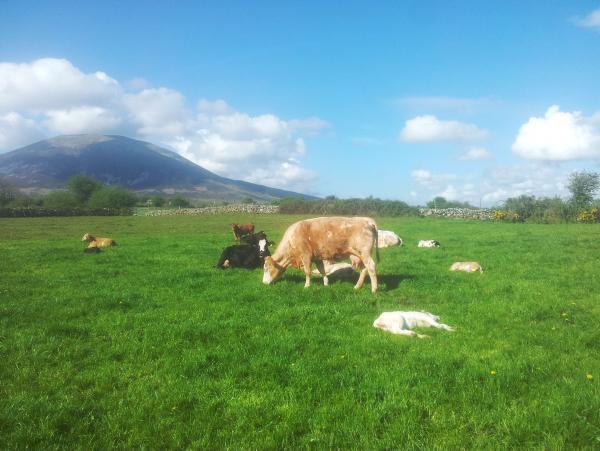 Farmer writes: Silage delayed but for very different reason to last year