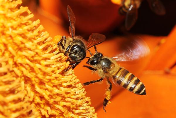 Bees and beekeepers are springing into action