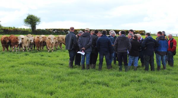 BETTER Farm group discuss bull beef systems 