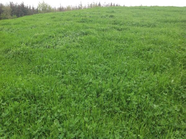 Farmer writes: Good grass growth as thoughts turn to silage 