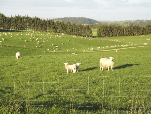 A glance at the UK and French sheep markets
