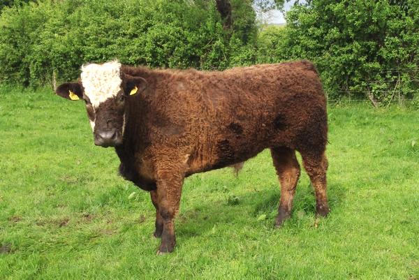 Farmer writes: Mixing up the feed mix