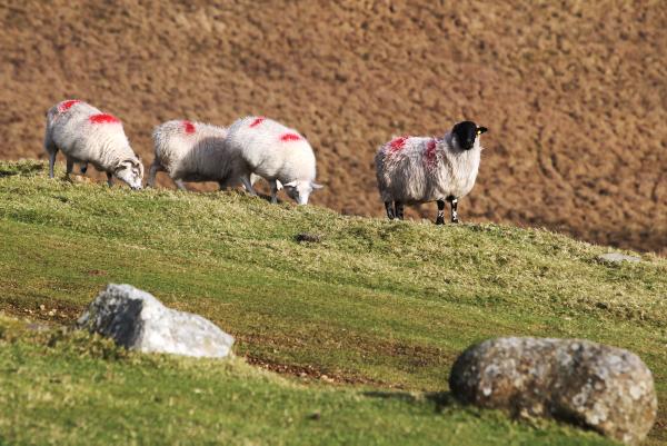 ANC could create two-tier hill farming