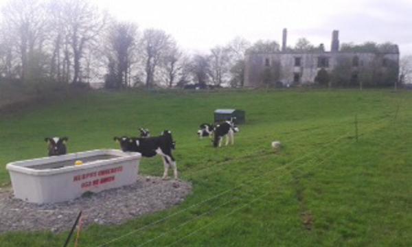 Farmer writes: First breeding season as dairy farmer going well