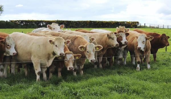 Introduction to Paddocks Focus Supplement