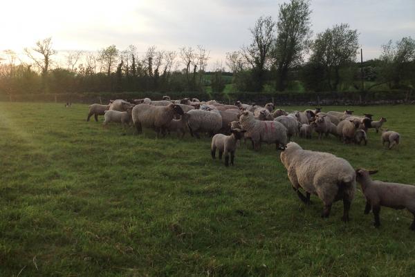 Farmer writes: Employing casual labour seems to be an issue