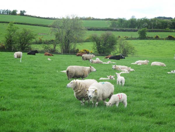 Marginal decline in 2013 breeding ewe flock