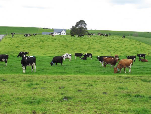 What would you expect if you include clover in a grass seed mix?