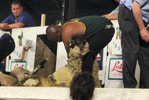 Shear class attracts thousands of spectators to Gorey