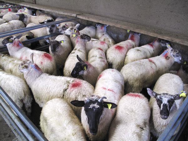 Sheep mart prices: Lamb trade holding steady           