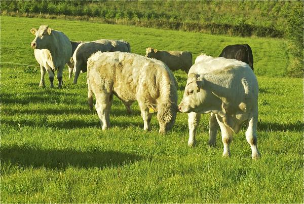 Beef births recovering but numbers will still tighten