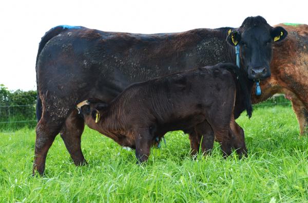 The Teagasc/Irish Farmers Journal BETTER farm beef programme Village