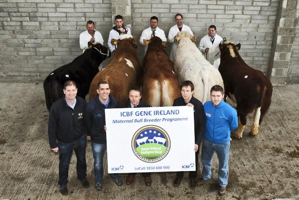G€N€ IR€LAND Marquee: Beef breeding for profit 