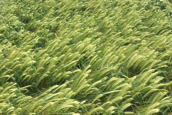 Most crops remain clean but disease still threatens