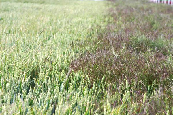 Beating the sterile brome menace