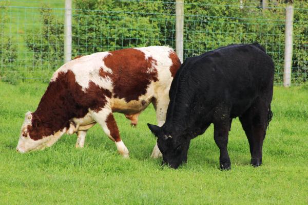 Breeding season underway on Co Down NISBP farm