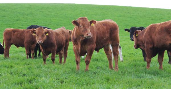 Grass growth hits 138kg DM/ha/day on Tipperary BETTER Farm