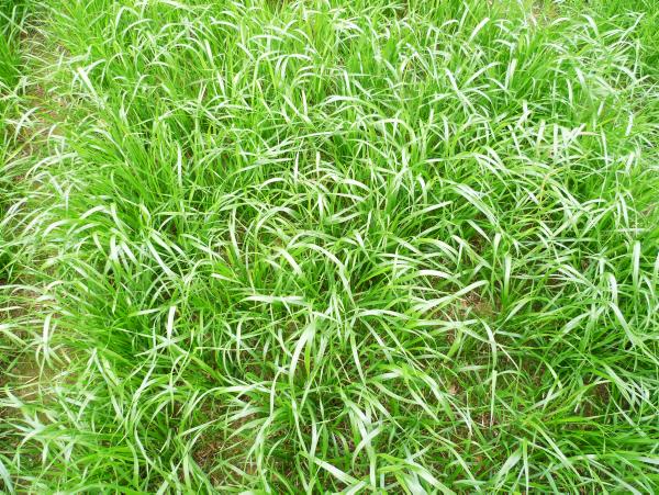 Top ranking for NI grass varieties