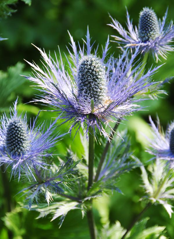 Smitten by spiny sea holly    