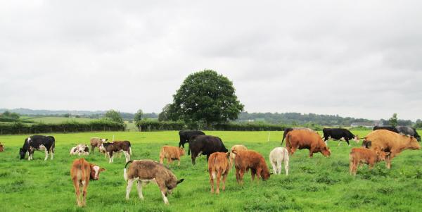 Co Antrim NISBP farm benefits from moving to closed herd