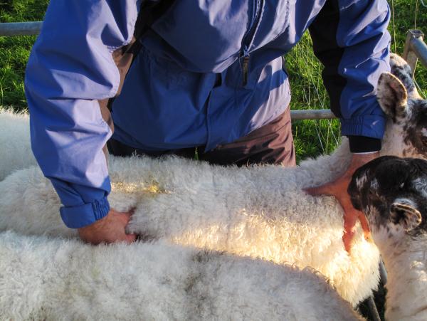 Early ewe preparations will reap breeding rewards