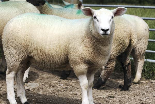 Why farmers should purchase replacements in good time