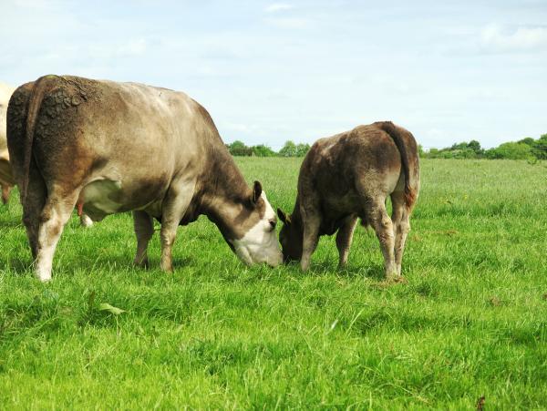 Calving at 24 months - an opportunity