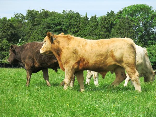 Vision and leadership is needed