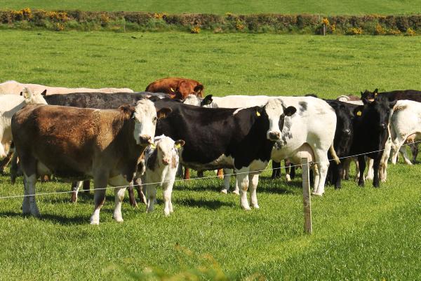 Beef banking - we talk to the bankers                              