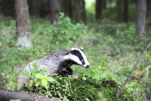 Protest at Department of Agriculture over badger cull