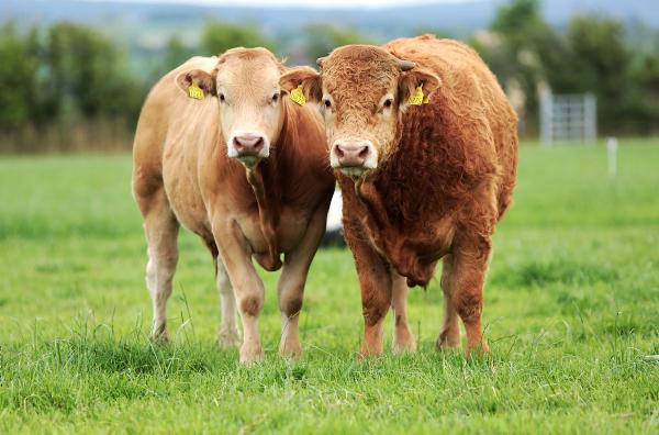 All-Ireland label could be solution for nomad cattle