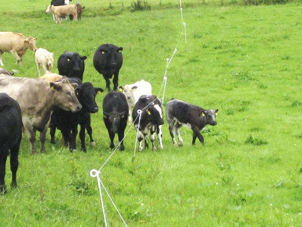 Plan the weaning process and avoid putting stress on your calf 