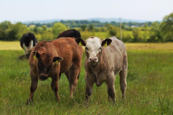 Sucklers need the industry and the industry needs sucklers