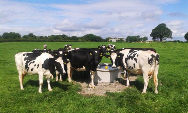 Farmer writes: Grass goes from surplus to deficit in four weeks