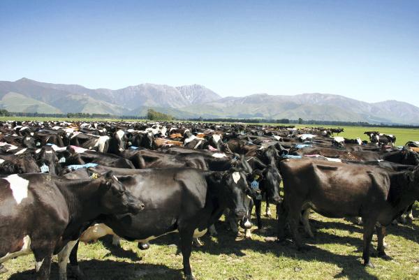 Dairy farming post-quota: Skill before Scale - Lessons from New Zealand