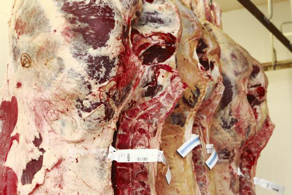 Cattle factory prices: Pressure on price as the kill increases