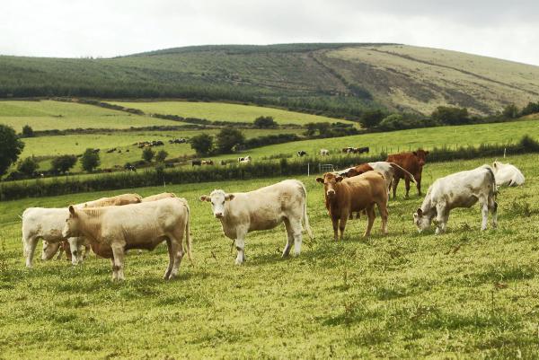 Producer organisations could boost farmer power