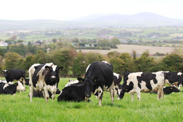 Sharing a new opportunity for Irish farming