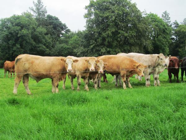 NISBP: Rainfall starting to unsettle grazing & reseeding plans