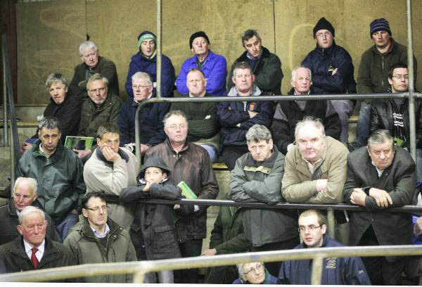 Cattle mart prices: Steady trade at Clogher Mart