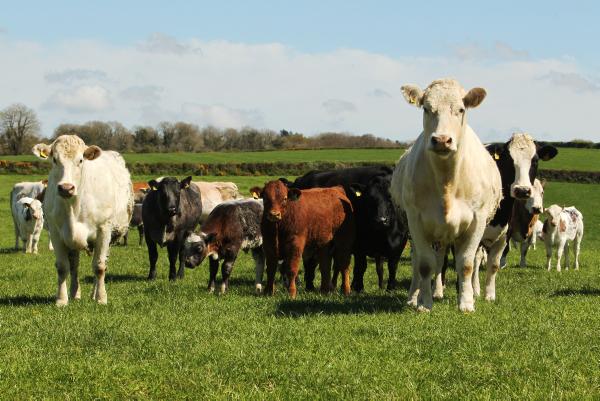 Deal tabled by LMC on cattle residencies