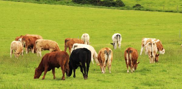 Building grass for autumn grazing on Kildare BETTER Farm