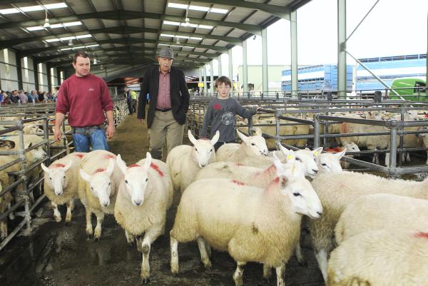 After a strong start, prices were variable at this week's breeding sheep sales.