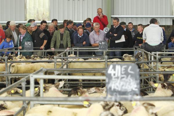 2011 still the year to beat for lamb mart trade