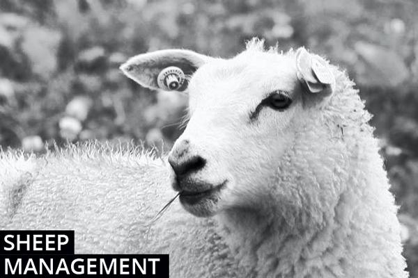 Sheep farming management notes
